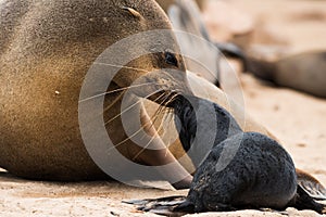 Cape fur seal and pup,  Cape Cross Seal Colony, Namibia