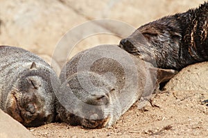 Cape Fur Seal Pups