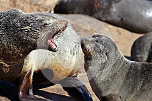 Cape fur seal rejecting young, Skeleton Coast