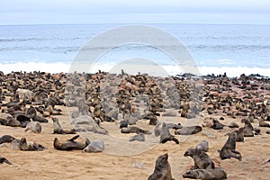 Cape Cross Seal colony - teeming with thousands of cape fur seals