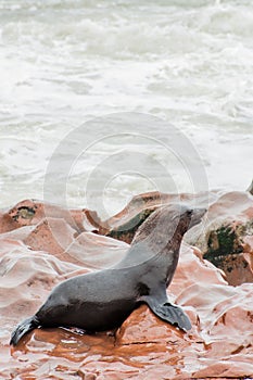 Cape Fur Seal on the Rocks by the Water