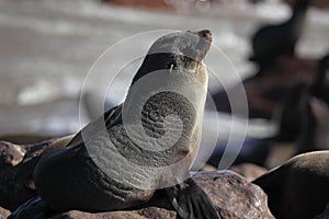 Cape fur seal, Skeleton Coast, Namibia