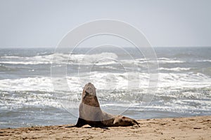 Cape fur seal starring at the camera.