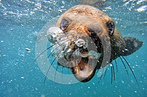 Cape Fur Seal Underwater blowing bubbles