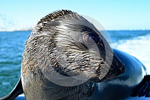 Cape Fur Seal - Walvis Bay