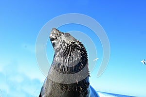 Cape Fur Seal - Walvis Bay