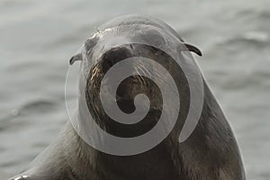 Cape Fur Seal, Walvis Bay, Namibia