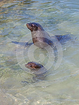 A Cape Fur Seal With A Young Seal
