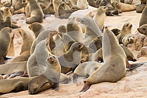 Cape fur Seals