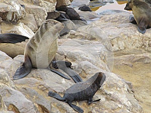 Cape Fur Seals