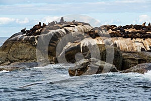 Cape Fur Seals Arctocephalus pusillus at Seal Island, South Africa