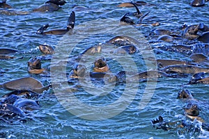 Cape Fur Seals, Arctocephalus pusillus, Shark Alley, Geyser Rock, Dyer Island