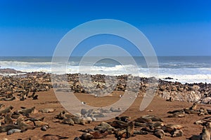 Cape fur seals on the beach of Cape Cross