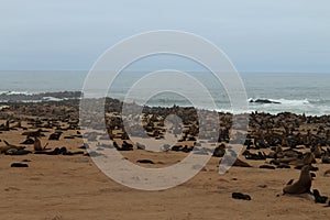 Cape fur seals