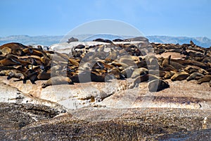 Cape Fur Seals at Duiker Island, South Africa