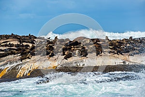 Cape Fur Seals at Duiker Island, South Africa