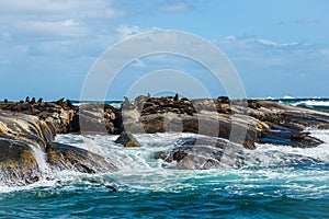 Cape Fur Seals at Duiker Island, South Africa photo