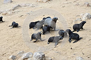 Cape fur seals, Namibia