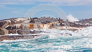 Cape Fur Seals Near Cape Town