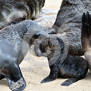 Cape fur seals, Skeleton Coast, Namibia