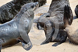 Cape fur seals, Skeleton Coast, Namibia