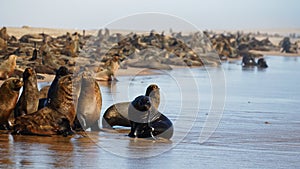 Cape fur seals, Skeleton Coast, south of Luderitz, Namibia, Africa