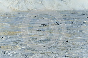 Cape fur seals swimming