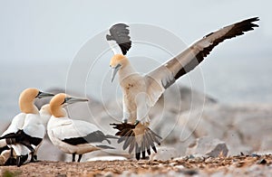 Cape Gannet