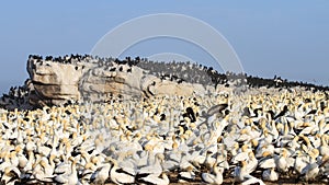 Cape Gannet colony