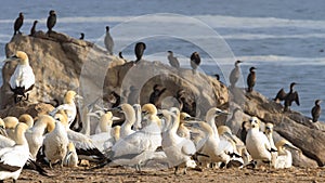 Cape Gannet colony