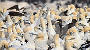 Cape Gannet colony