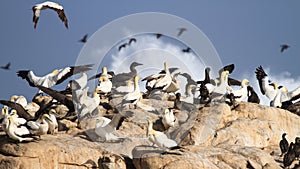 Cape Gannet colony