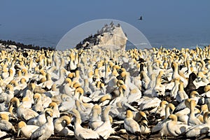 Cape Gannet colony