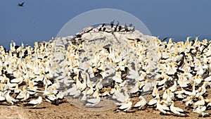 Cape Gannet colony