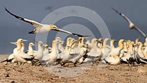 Cape Gannet colony