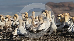 Cape gannet colony