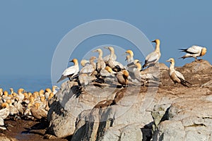 Cape gannet colony