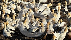 Cape gannet colony - South Africa