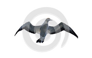 The Cape gannet in flight isolated on white background, Bottom view.  Scientific name: Morus capensis, originally Sula capensis,