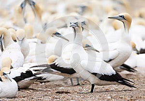 Cape Gannet, Morus capensis