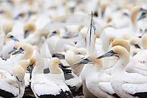 Cape Gannet, Morus capensis