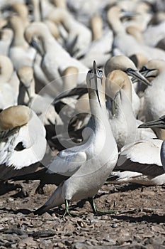 Cape Gannet, Morus capensis