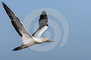 Cape Gannet, Morus capensis