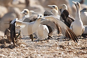 Cape gannet - Morus capensis