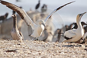 Cape gannet - Morus capensis