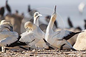 Cape gannet - Morus capensis