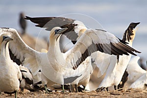 Cape gannet - Morus capensis