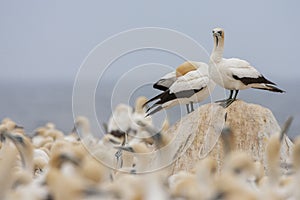 Cape Gannet, Morus capensis