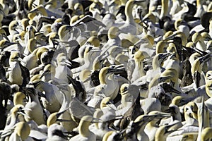 Cape Gannet, Morus capensis