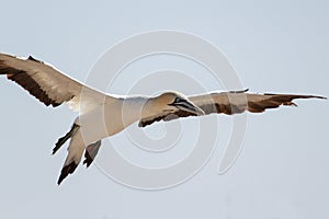 Cape gannet - Morus capensis in flight